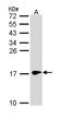 Synuclein Gamma antibody, NBP1-31209, Novus Biologicals, Western Blot image 