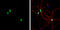 CPEB1 antibody, GTX104682, GeneTex, Immunofluorescence image 