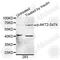 AKT Serine/Threonine Kinase 2 antibody, AP0005, ABclonal Technology, Western Blot image 