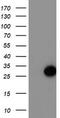 ADP Ribosylation Factor Like GTPase 11 antibody, CF503903, Origene, Western Blot image 