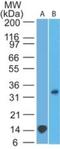 Three Prime Repair Exonuclease 1 antibody, NBP2-22394, Novus Biologicals, Western Blot image 