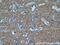 Neuronal cell adhesion molecule antibody, 21608-1-AP, Proteintech Group, Immunohistochemistry frozen image 