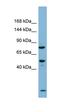E3 ubiquitin-protein ligase PDZRN3 antibody, orb325057, Biorbyt, Western Blot image 