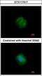 Tankyrase-1 antibody, GTX117417, GeneTex, Immunofluorescence image 