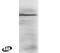 Protein Disulfide Isomerase Family A Member 3 antibody, PA1-9078, Invitrogen Antibodies, Western Blot image 