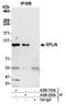 LIM Domain And Actin Binding 1 antibody, A300-103A, Bethyl Labs, Immunoprecipitation image 