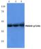 AKT1 Substrate 1 antibody, A03629T246, Boster Biological Technology, Western Blot image 