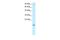 Apolipoprotein B MRNA Editing Enzyme Catalytic Subunit 3G antibody, PA5-40735, Invitrogen Antibodies, Western Blot image 