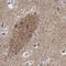 G Protein Subunit Gamma 7 antibody, HPA057790, Atlas Antibodies, Immunohistochemistry paraffin image 