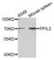 Peptidylprolyl Isomerase Like 2 antibody, STJ26739, St John