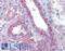 Flotillin 2 antibody, LS-B4923, Lifespan Biosciences, Immunohistochemistry frozen image 
