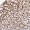 Chromosome 6 Open Reading Frame 141 antibody, NBP2-30735, Novus Biologicals, Immunohistochemistry frozen image 