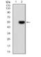 Alpha-1-antitrypsin antibody, NBP2-52558, Novus Biologicals, Western Blot image 