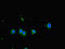 TANK Binding Kinase 1 antibody, CSB-PA023232LA01HU, Cusabio, Immunofluorescence image 