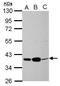 CXADR Ig-Like Cell Adhesion Molecule antibody, PA5-31175, Invitrogen Antibodies, Western Blot image 