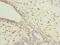 Collagen Beta(1-O)Galactosyltransferase 2 antibody, CSB-PA818260LA01HU, Cusabio, Immunohistochemistry frozen image 