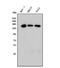 Tripartite Motif Containing 33 antibody, M03133-2, Boster Biological Technology, Western Blot image 