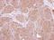 Caspase Recruitment Domain Family Member 11 antibody, GTX113328, GeneTex, Immunohistochemistry paraffin image 