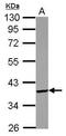 PDLIM1 Interacting Kinase 1 Like antibody, PA5-32064, Invitrogen Antibodies, Western Blot image 