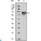 TYRO3 Protein Tyrosine Kinase antibody, LS-C812382, Lifespan Biosciences, Western Blot image 