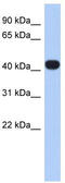 RasGEF Domain Family Member 1C antibody, TA333449, Origene, Western Blot image 