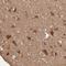 Glia Maturation Factor Beta antibody, HPA002954, Atlas Antibodies, Immunohistochemistry paraffin image 