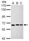 Intracisternal A Particle-Promoted Polypeptide antibody, NBP2-16984, Novus Biologicals, Western Blot image 