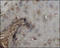 Transforming Growth Factor Beta 3 antibody, 250878, Abbiotec, Immunohistochemistry paraffin image 