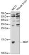 Ring-Box 1 antibody, 18-336, ProSci, Western Blot image 