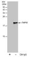 TATA-Box Binding Protein Associated Factor 12 antibody, PA5-78187, Invitrogen Antibodies, Immunoprecipitation image 