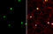 Clock Circadian Regulator antibody, GTX134464, GeneTex, Immunofluorescence image 