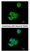 Anterior Gradient 3, Protein Disulphide Isomerase Family Member antibody, NBP1-33008, Novus Biologicals, Immunofluorescence image 