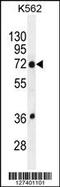 Transmembrane Protein 151B antibody, 55-733, ProSci, Western Blot image 