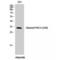 F2R Like Thrombin Or Trypsin Receptor 3 antibody, LS-C380516, Lifespan Biosciences, Western Blot image 