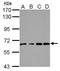 VPS33B Late Endosome And Lysosome Associated antibody, NBP2-20874, Novus Biologicals, Western Blot image 