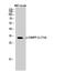 Protein Phosphatase 1 Regulatory Inhibitor Subunit 1B antibody, STJ91110, St John