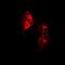 SCY1 Like Pseudokinase 1 antibody, orb341163, Biorbyt, Immunofluorescence image 