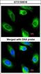 Glycerol Kinase 2 antibody, GTX103519, GeneTex, Immunofluorescence image 