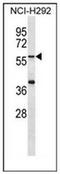 Matrilin 1 antibody, AP52615PU-N, Origene, Western Blot image 