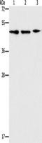 Apolipoprotein B MRNA Editing Enzyme Catalytic Subunit 3G antibody, TA349489, Origene, Western Blot image 