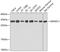 Survival Motor Neuron Domain Containing 1 antibody, 13-245, ProSci, Western Blot image 