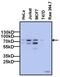 Forkhead Box P1 antibody, MA5-17079, Invitrogen Antibodies, Western Blot image 