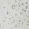 Basic Helix-Loop-Helix Family Member E40 antibody, 22-292, ProSci, Immunohistochemistry paraffin image 