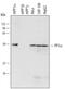 Protein Phosphatase 1 Catalytic Subunit Alpha antibody, MAB6105, R&D Systems, Western Blot image 