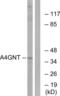 Alpha-1,4-N-Acetylglucosaminyltransferase antibody, abx014174, Abbexa, Western Blot image 