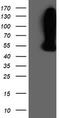 WD Repeat Domain 4 antibody, TA503815, Origene, Western Blot image 