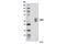 Receptor Interacting Serine/Threonine Kinase 3 antibody, 13526S, Cell Signaling Technology, Western Blot image 