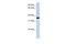 Dig1 antibody, PA5-44230, Invitrogen Antibodies, Western Blot image 