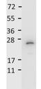 Interleukin 27 antibody, orb345231, Biorbyt, Western Blot image 
