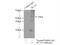 Reticulocalbin-2 antibody, 10193-2-AP, Proteintech Group, Immunoprecipitation image 